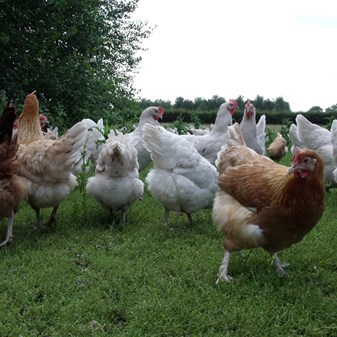 Egg laying hens