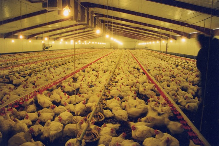 Broiler chickens in a shed