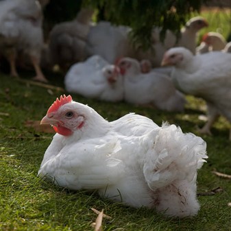 Meat chickens