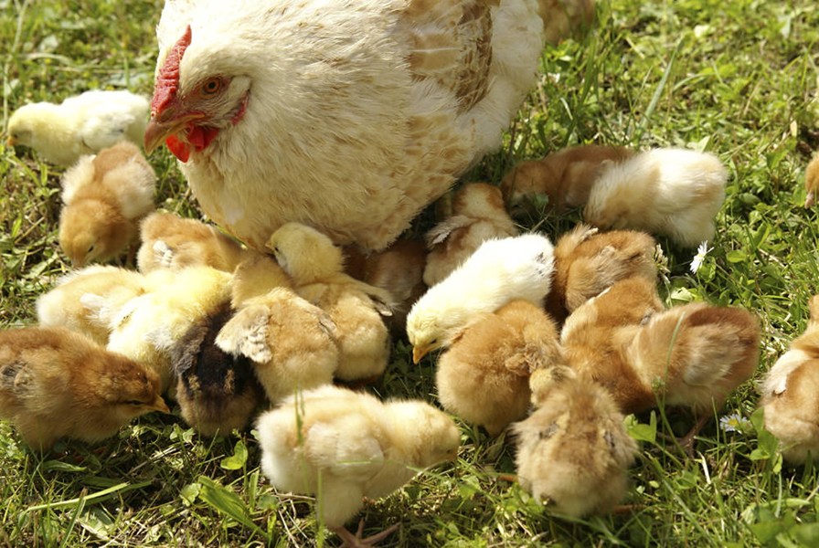Become part of the Circle of Compassion