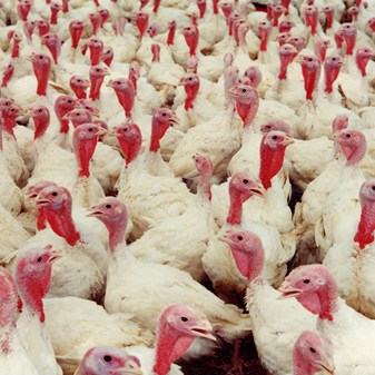 Turkey Welfare