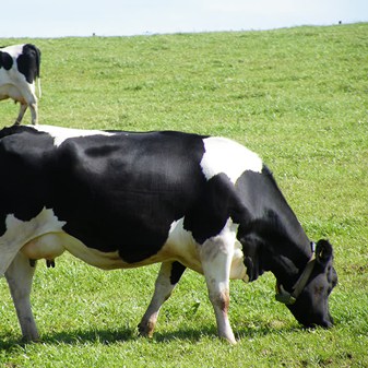 Dairy cows