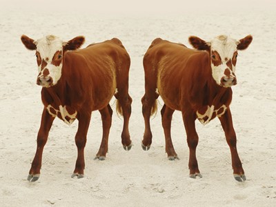 Two cloned calves standing on sand.