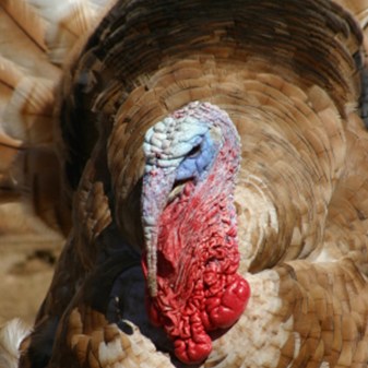 Turkeys