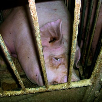 Pig welfare