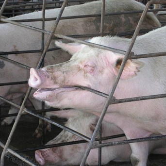 SCIENTIFIC BRIEFING ON CAGED FARMING