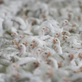 Campylobacter linked to chicken welfare