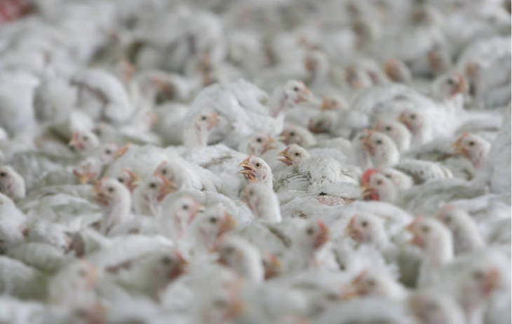 Tightly packed broiler chickens