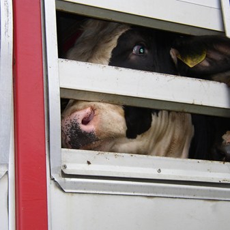 Ban Live Exports Internationally