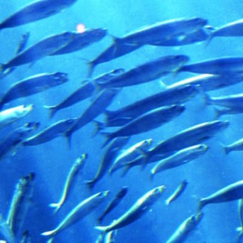 European Parliament event discusses a better future for fish