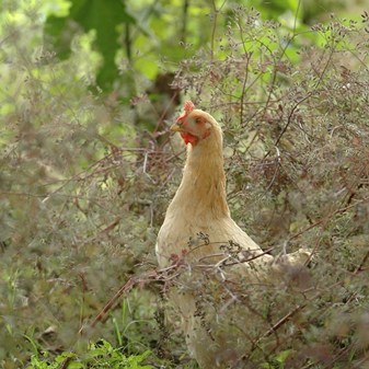 Chickens