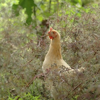 Emotionally, economically & environmentally enhancing agriculture
