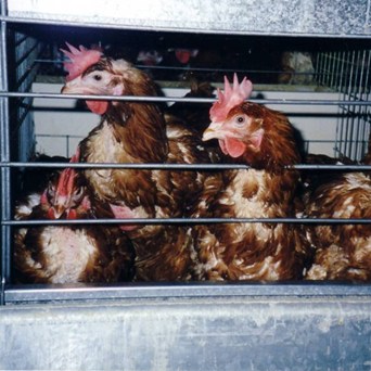 Italy rapped by Euro Court over cage ban