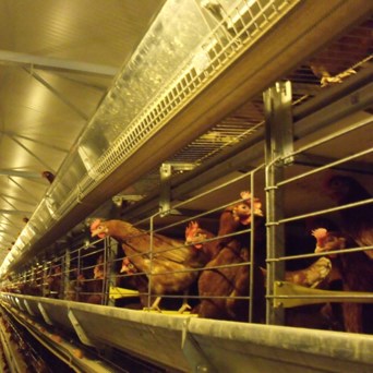 'Enriched' cages condemned