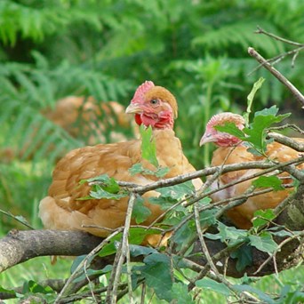 From factory farmer to free-range rancher