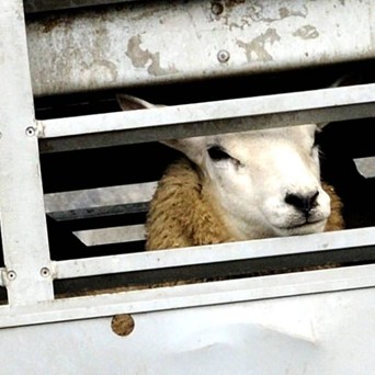 Live exports resume from Ramsgate