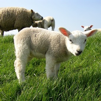 Putting "culture" back into agriculture