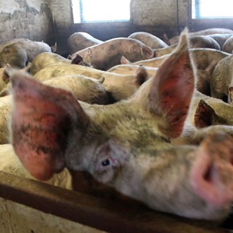 Pig investigations