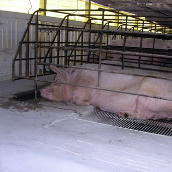 Six countries still flouting sow stall ban