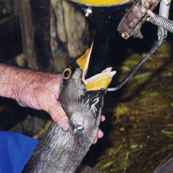 Charities unite against foie gras sales