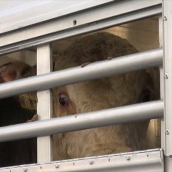 Condemned cattle endure arduous journey