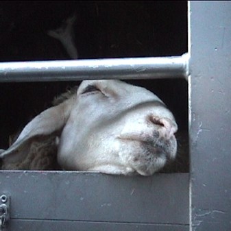 Sheep welfare