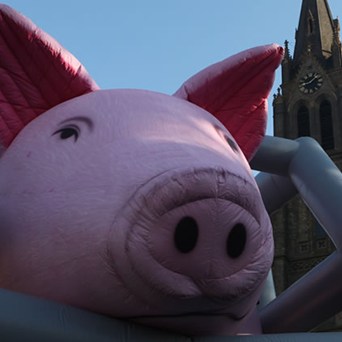 Inflatable pig brings hope
