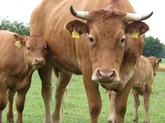 A cow and calves in pasture