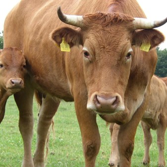 Cows