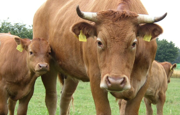 A cow and calves in pasture