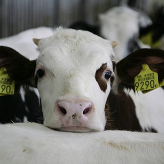 Calves reared for veal