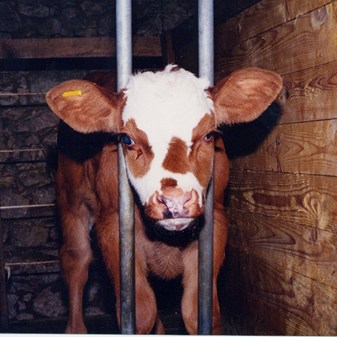 Our impact for farm animal welfare