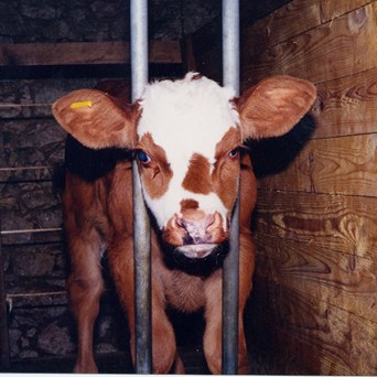 The Case Against the Veal Crate