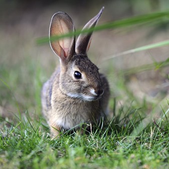 Rabbits