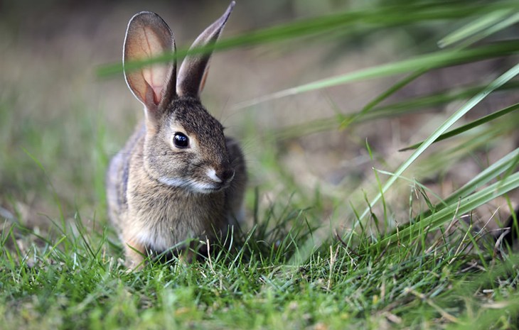 A grey rabbit outside