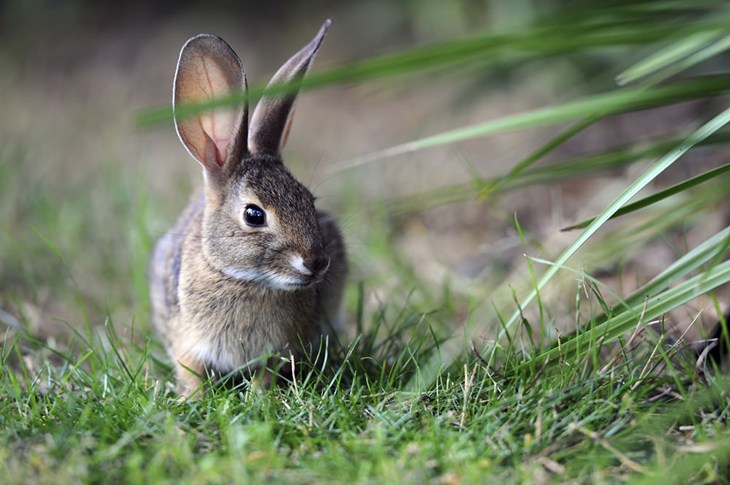 Rabbit in a field