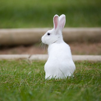 Excellent news for rabbits in the UK