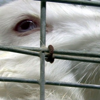 Rabbit welfare