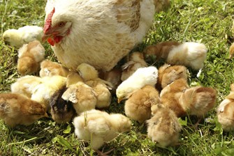 A mother hen and her chicks