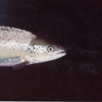 GM salmon eggs approved by Canada