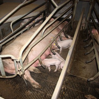 475,576 people demand protection for EU pigs