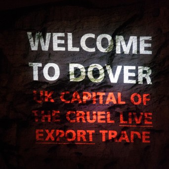 White Cliffs live export projection