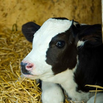 Calf Forum improves the welfare of calves