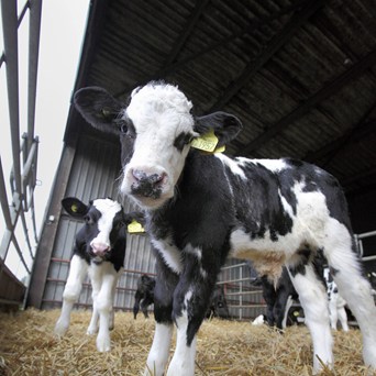 Calf forum report