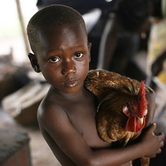 Food security and farm animal welfare