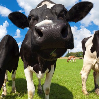 Compendium: the complete guide to dairy cows