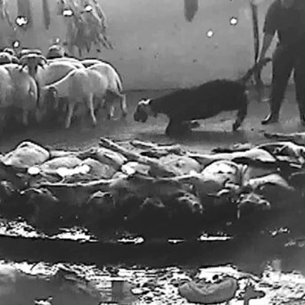 Horrifying slaughter of EU animals revealed