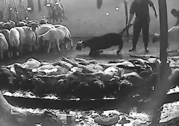 Man dragging a sheep in a Beirut Slaughterhouse