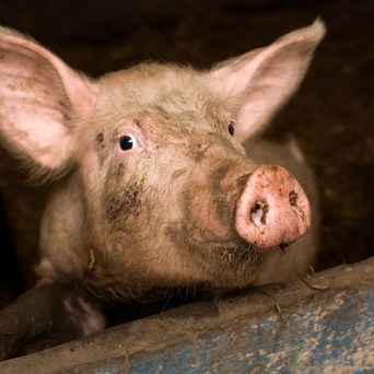 African Swine Fever - technical briefing