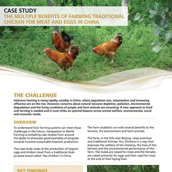 Case study - Chickens in China
